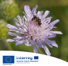 Interreg AT CZ Symbio FOTO